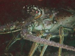 I took this picture in key west in december of 2004. This... by Barry Kirchner 